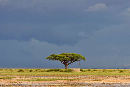 A beautiful picture of an african wild landscapeの写真素材