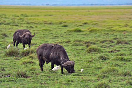 A picture of some buffaloes in the savannaの写真素材