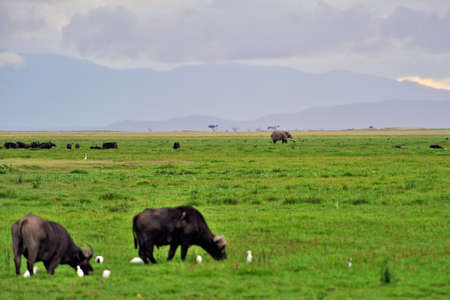A picture of some buffaloes in the savannaの写真素材