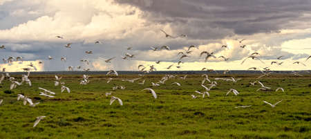 A picture of a flying bird in Africaの写真素材