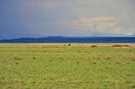 A picture of some buffaloes in the savannaの写真素材