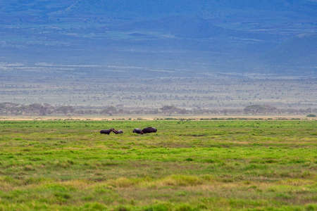 A picture of some big hippopotamus in the savannaの写真素材