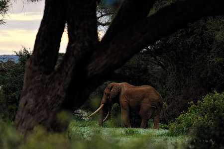 A picture of some elephants in the savannaの写真素材