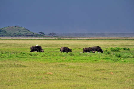 A picture of some buffaloes in the savannaの写真素材