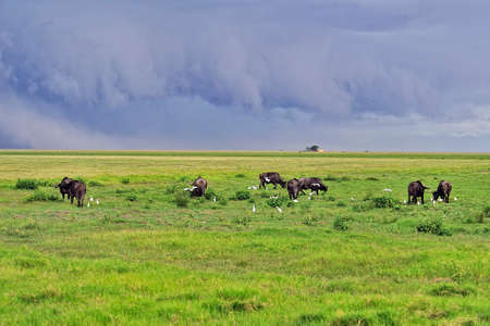 A picture of some buffaloes in the savannaの写真素材