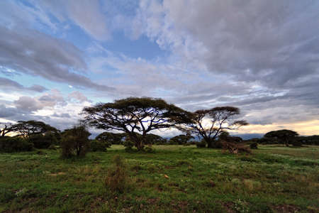 A beautiful picture of an african wild landscapeの写真素材