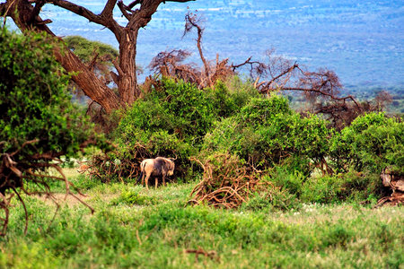 A picture of a Gnu in the savannaの写真素材