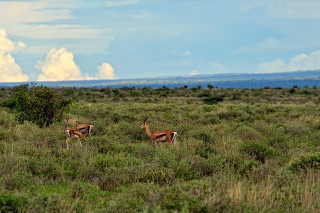 A picture of a gazelle in the savannaの写真素材