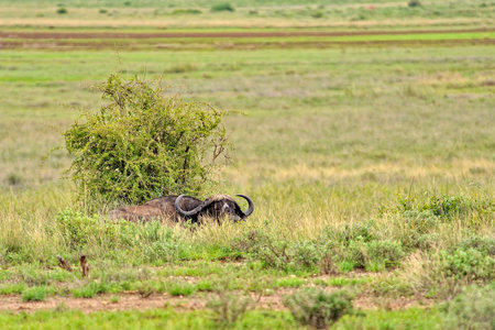 A picture of some buffaloes in the savannaの写真素材