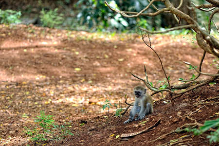 A picture of a little monkey in the leavesの写真素材