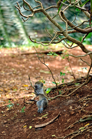 A picture of a little monkey in the leavesの写真素材