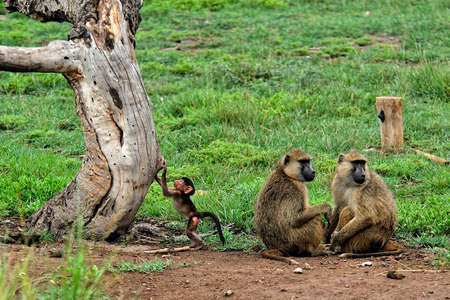 A picture of a little monkey in the leavesの写真素材