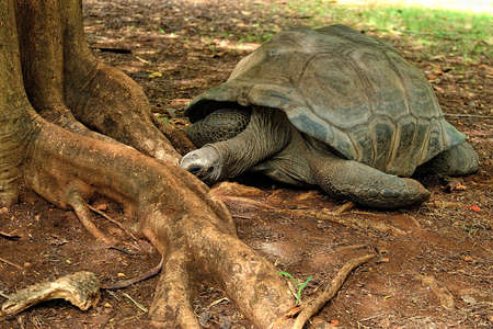 A picture of an old turtle into the wildの写真素材