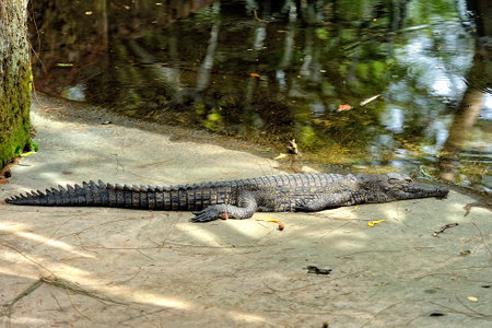 A picture of a crocodile in the waterの写真素材