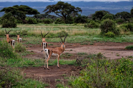 A picture of a gazelle in the savannaの写真素材