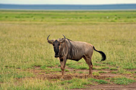 A picture of a Gnu in the savannaの写真素材