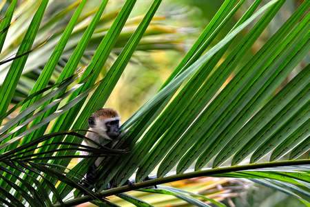 A picture of a little monkey in the leavesの写真素材