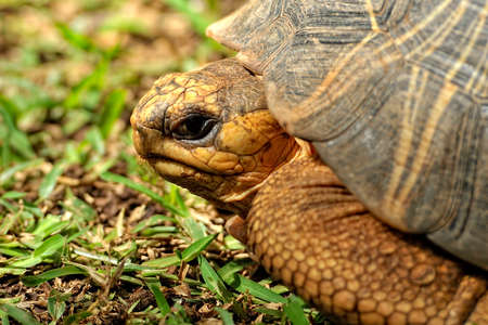 A picture of an old turtle into the wildの写真素材