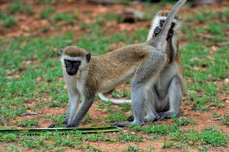 A picture of a little monkey in the leavesの写真素材
