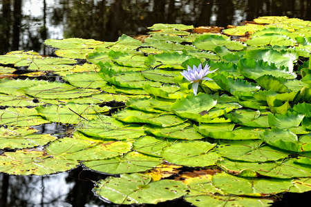 A picture of a beautiful water lily in a pondの写真素材