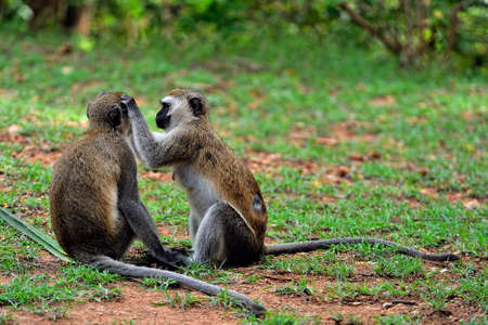 A picture of a little monkey in the leavesの写真素材