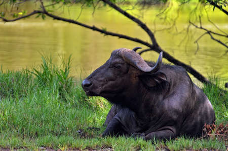 A picture of some buffaloes in the savannaの写真素材