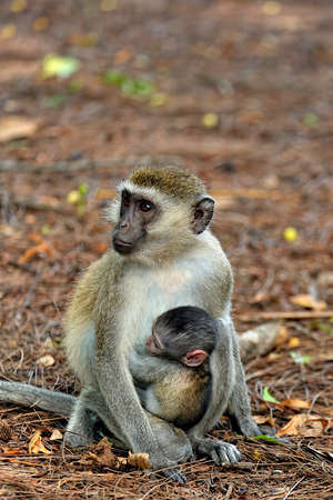 A picture of a little monkey in the leavesの写真素材