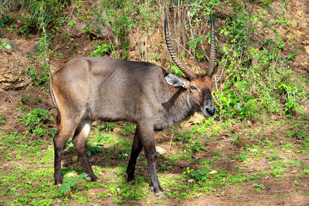A picture of a Gnu in the savannaの写真素材