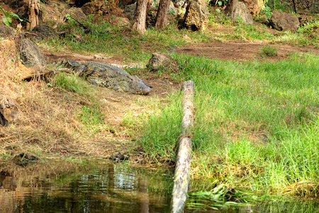 A picture of a crocodile in the waterの写真素材