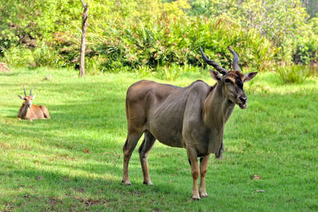 A picture of a Gnu in the savannaの写真素材