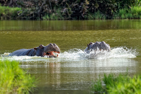 A picture of some big hippopotamus in the savannaの写真素材