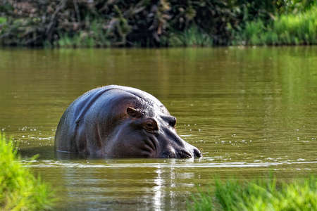 A picture of some big hippopotamus in the savannaの写真素材