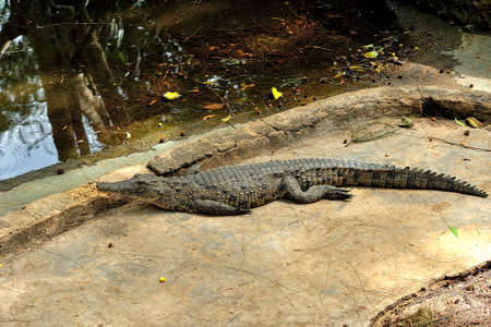 A picture of a crocodile in the waterの写真素材