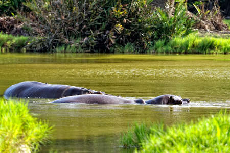 A picture of some big hippopotamus in the savannaの写真素材