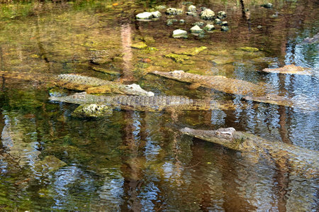 A picture of a crocodile in the waterの写真素材
