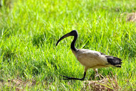 A picture of an ibis into the wildの写真素材