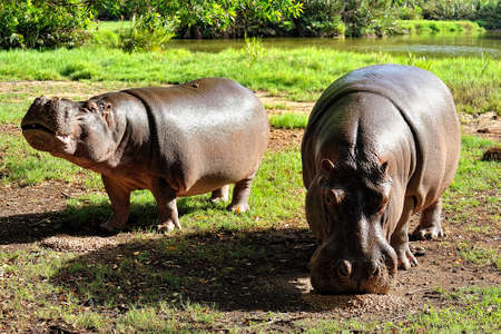 A picture of some big hippopotamus in the savannaの写真素材