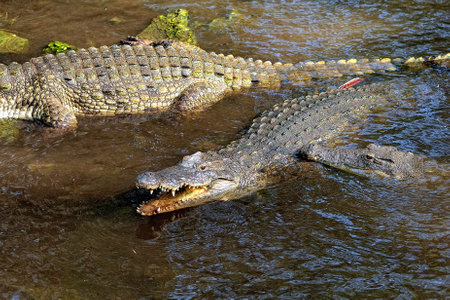 A picture of a crocodile in the waterの写真素材