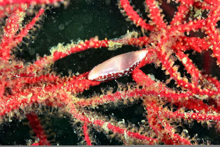 A picture of some beautiful and colored nudibranchesの写真素材