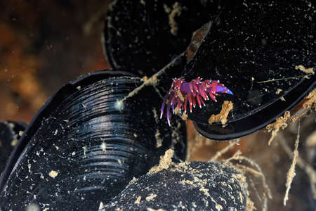 A picture of some beautiful and colored nudibranchesの写真素材