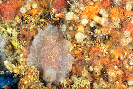 A picture of some beautiful and colored nudibranches