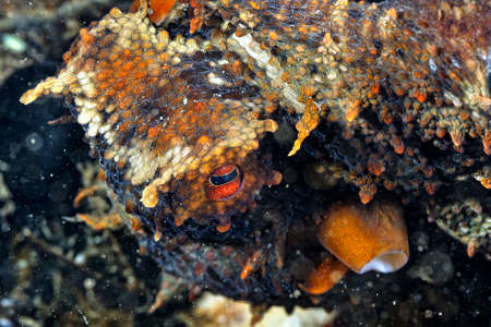 A picture of a beautiful octopusの写真素材