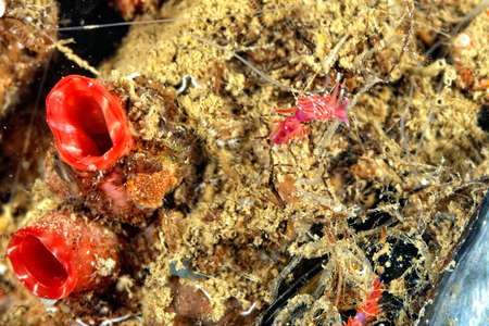 A picture of some beautiful and colored nudibranchesの写真素材