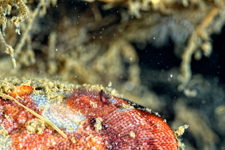 A picture of some beautiful and colored nudibranches