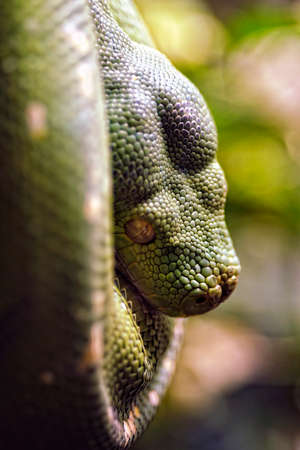 A picture of a dangerous snake on a treeの写真素材