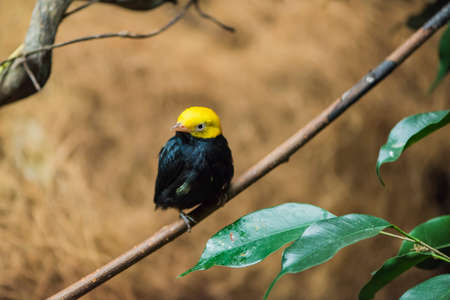 A picture of a little bird with yellow head and black bodyの写真素材