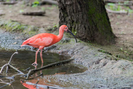 A picture of pink flamingos in the waterの写真素材