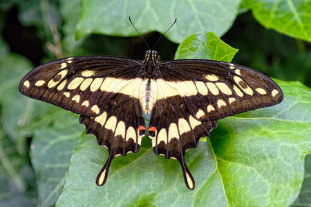 A picture of a beautiful butterfly on a flowerの写真素材