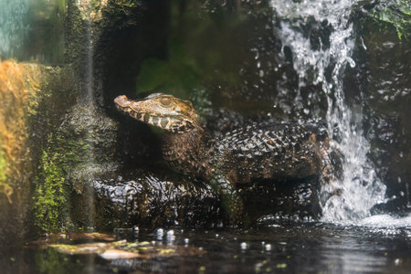 A picture of a dangerous crocodile