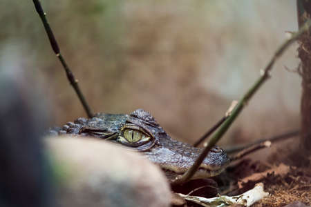 A picture of a dangerous crocodileの写真素材